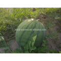 W01 New one big size f1 hybrid seedless watermelon seeds